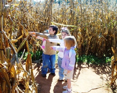 Lost In Corn