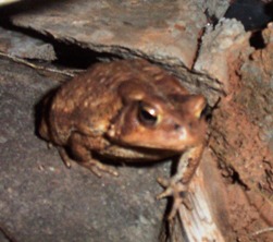 Croak...