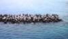 View Full Size